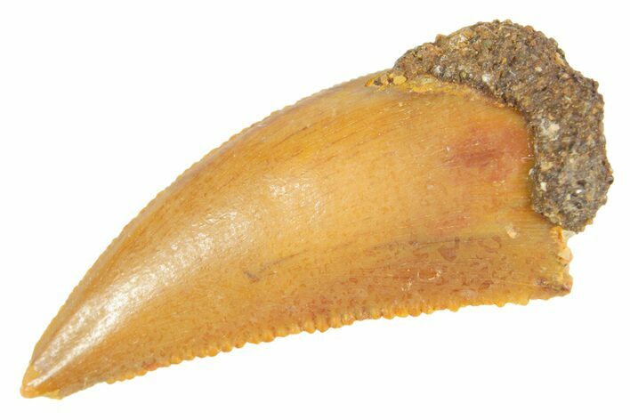 Serrated Raptor Tooth - Real Dinosaur Tooth #364729